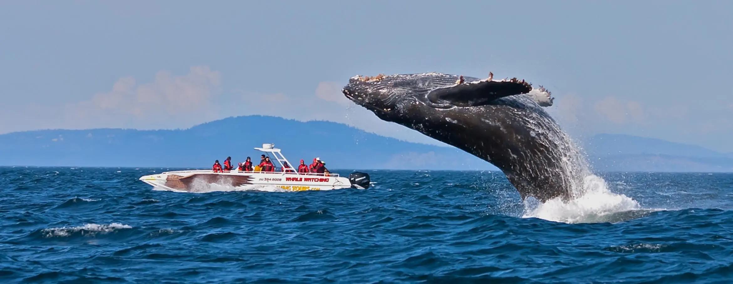 Whale Watching Tour