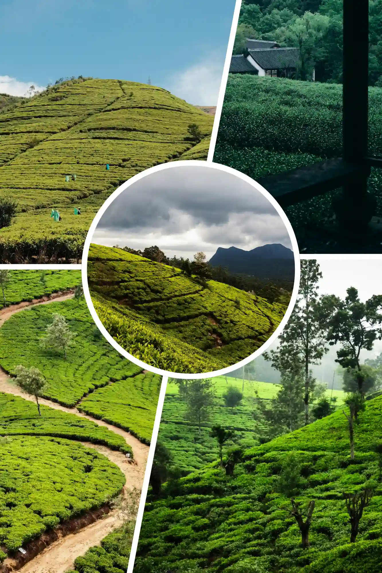 Tea Plantation Walk