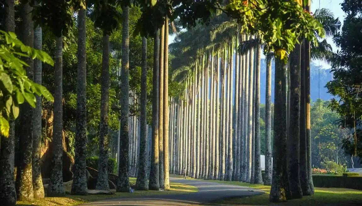Peradeniya Botanical Gardens
